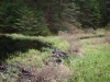 Beaver dam